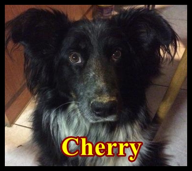 Cherry