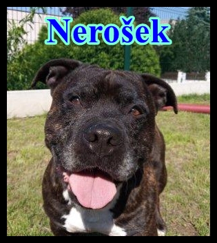 Nerošek